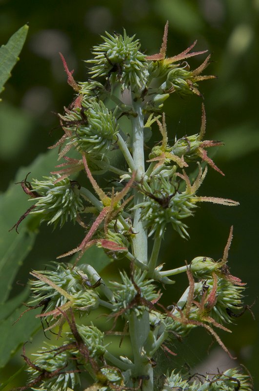 Ricinus-communis6.JPG