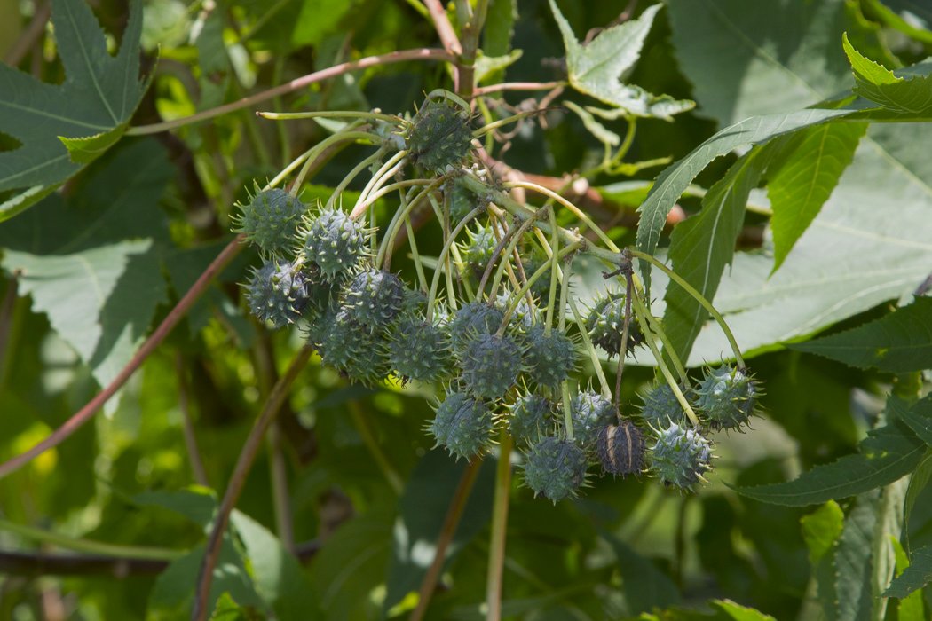 Ricinus-communis7.JPG