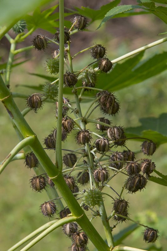 Ricinus-communis8.JPG