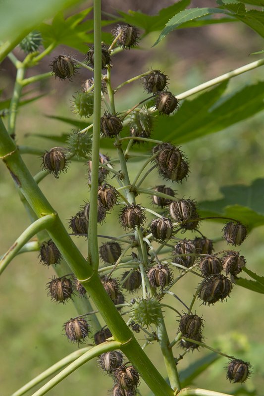 Ricinus-communis8.JPG