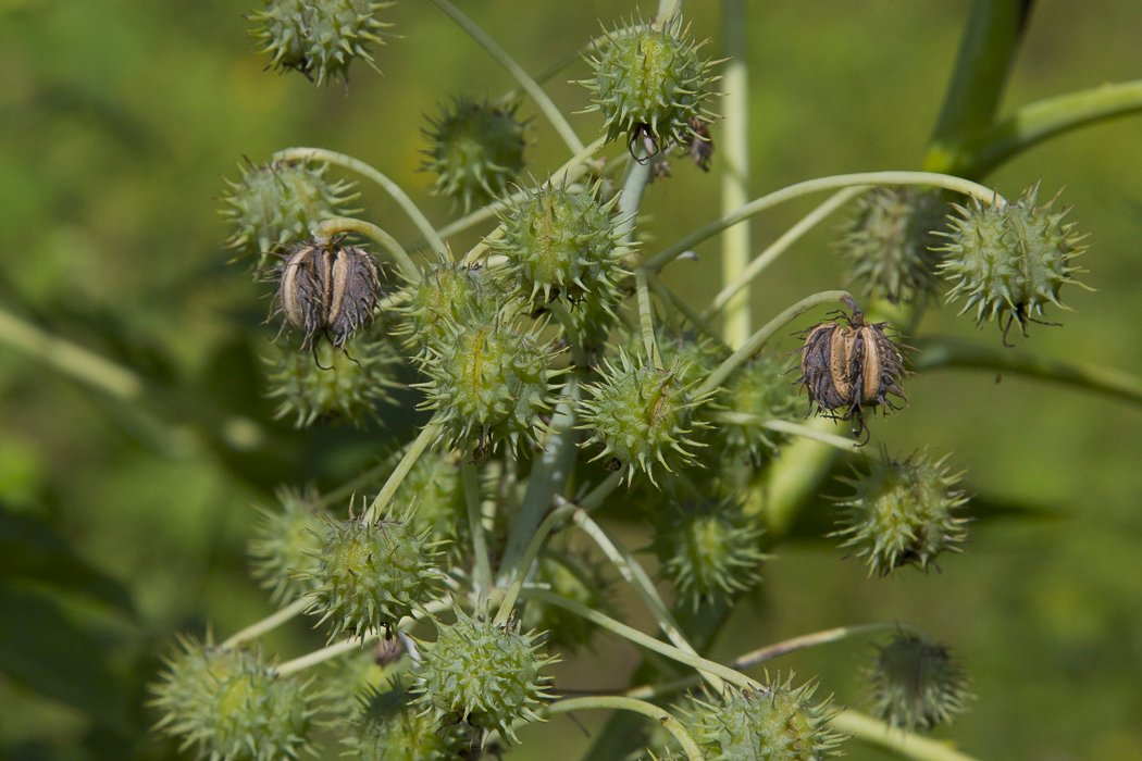 Ricinus-communis9.JPG