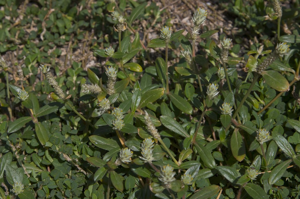 Gomphrena-celosioides2.JPG