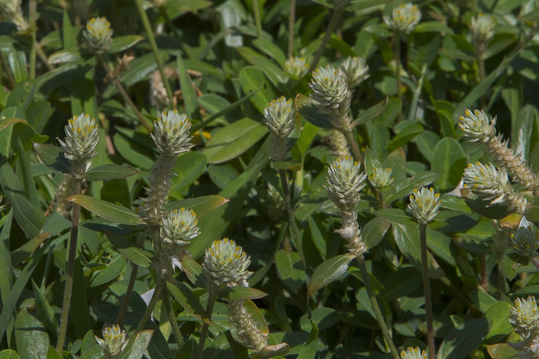 Gomphrena-celosioides3.JPG