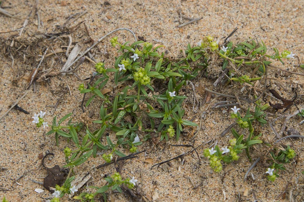 Oldenlandia-umbellata2.JPG