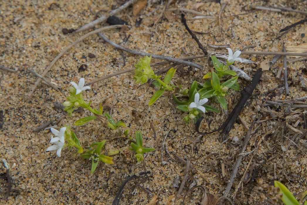 Oldenlandia-umbellata3.JPG