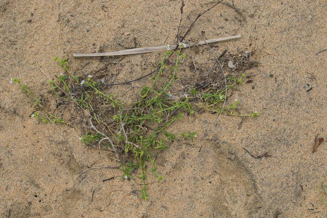 Oldenlandia-umbellata1.JPG