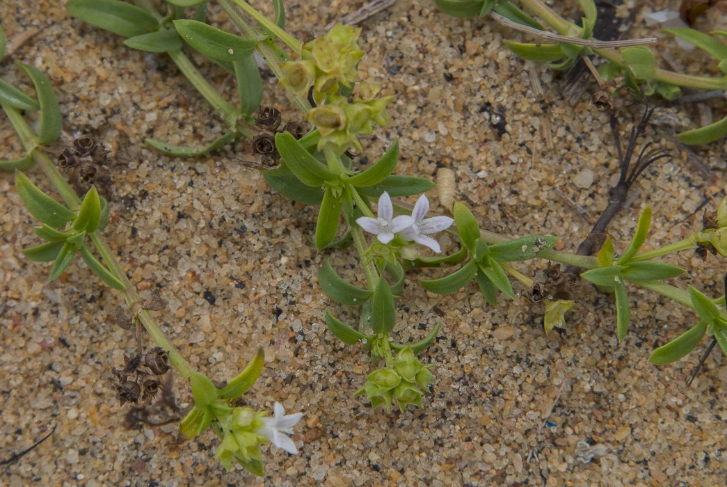 Oldenlandia-umbellata4.JPG