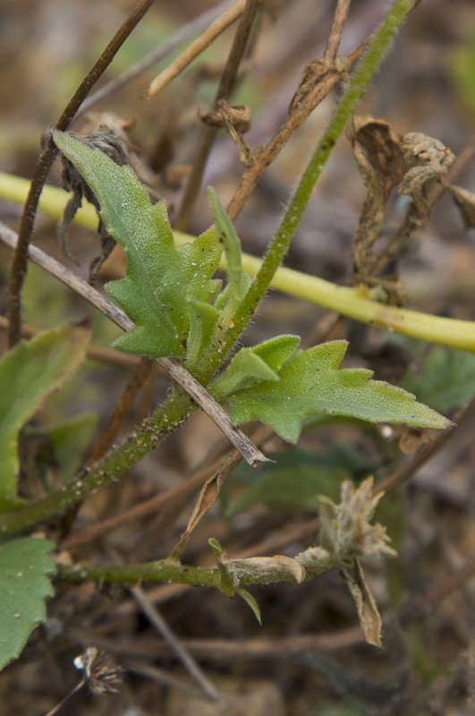 Tridax-procumbens6.JPG