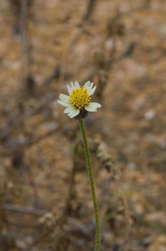 Tridax-procumbens7.JPG