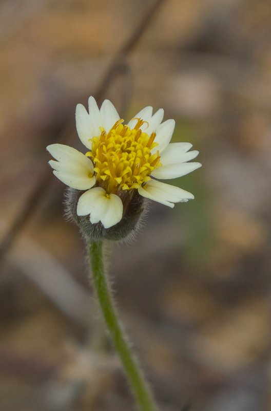 Tridax-procumbens8.JPG