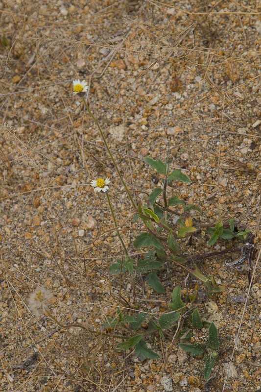 Tridax-procumbens5.JPG