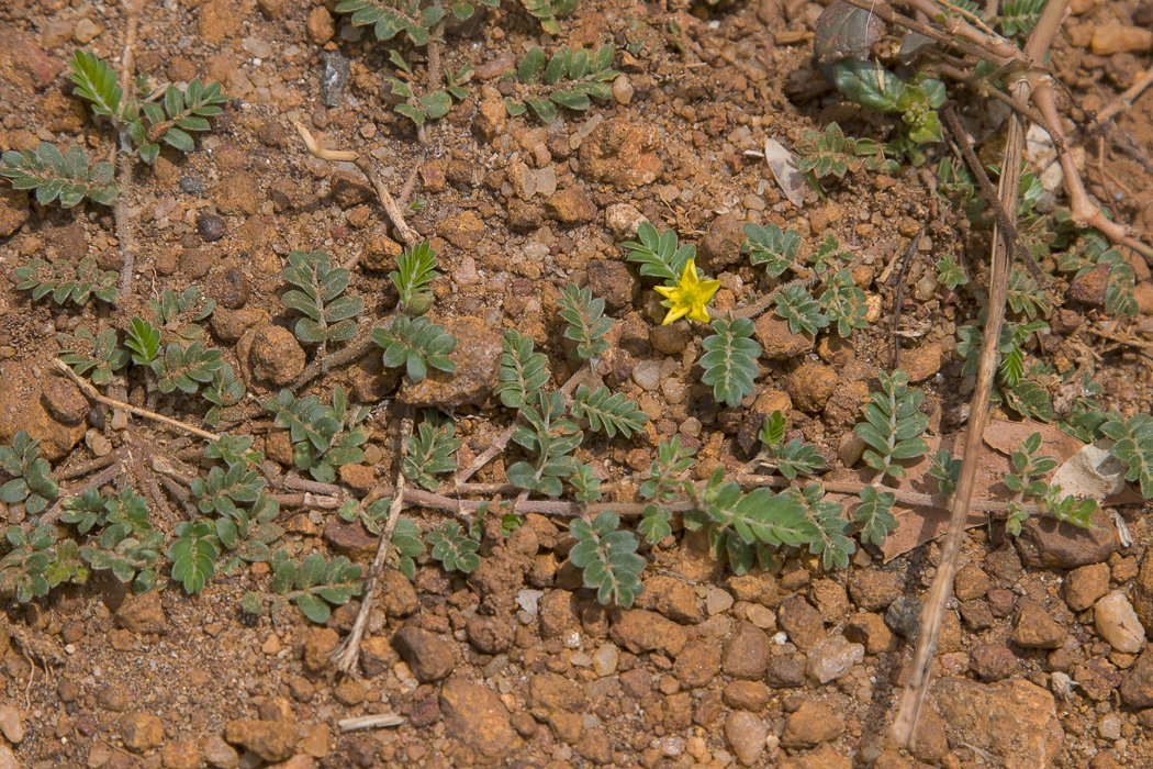 Tribulus-terrestris1.JPG