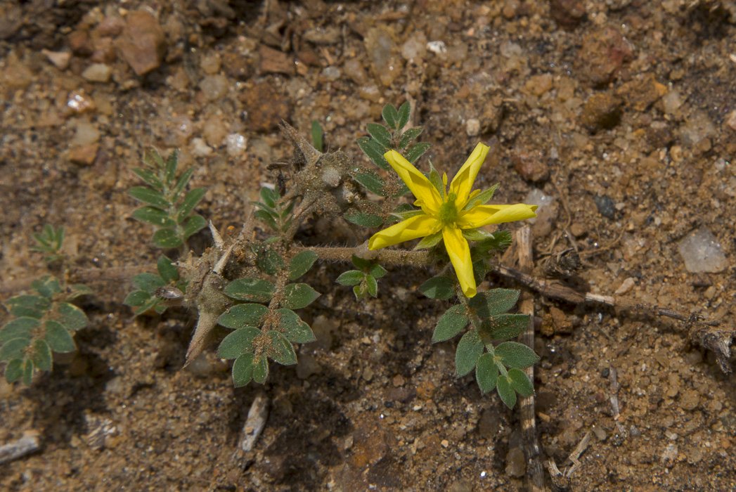 Tribulus-terrestris2.JPG