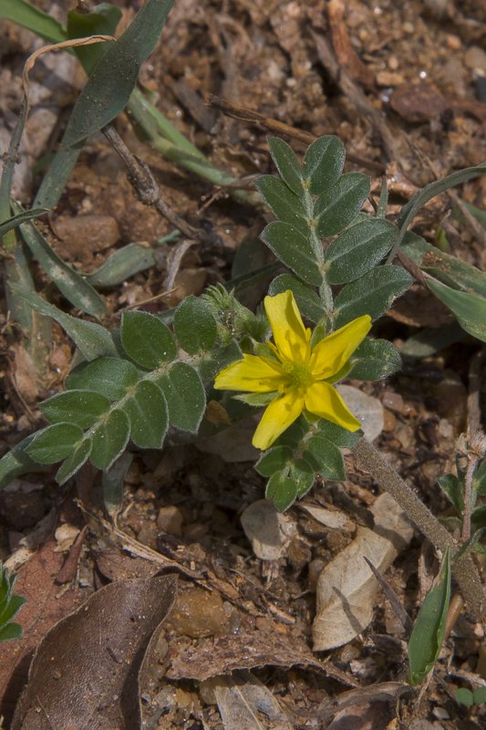 Tribulus-terrestris3.JPG