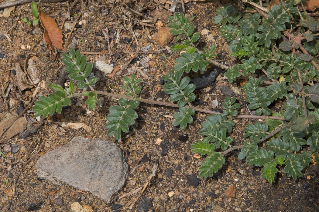 Tribulus-terrestris4.JPG