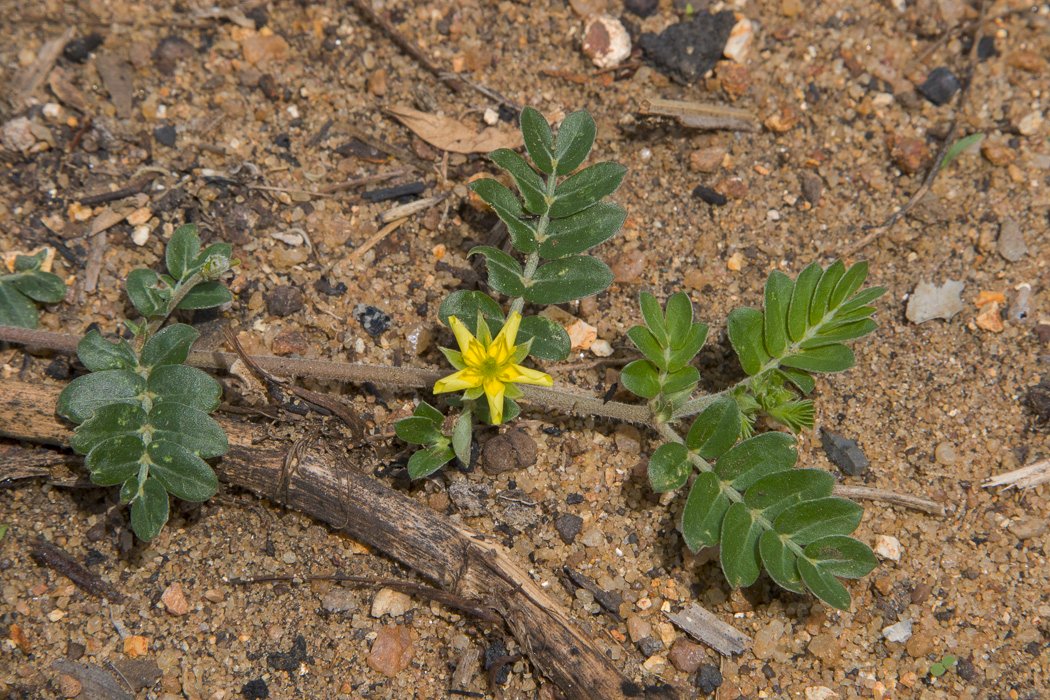 Tribulus-terrestris5.JPG