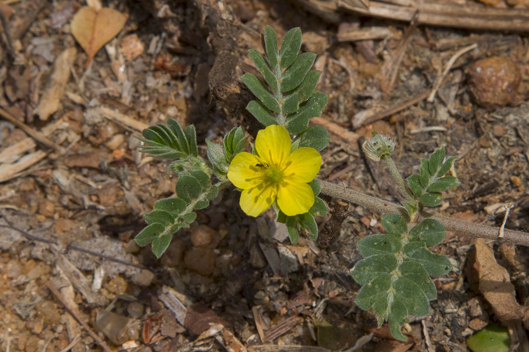 Tribulus-terrestris6.JPG