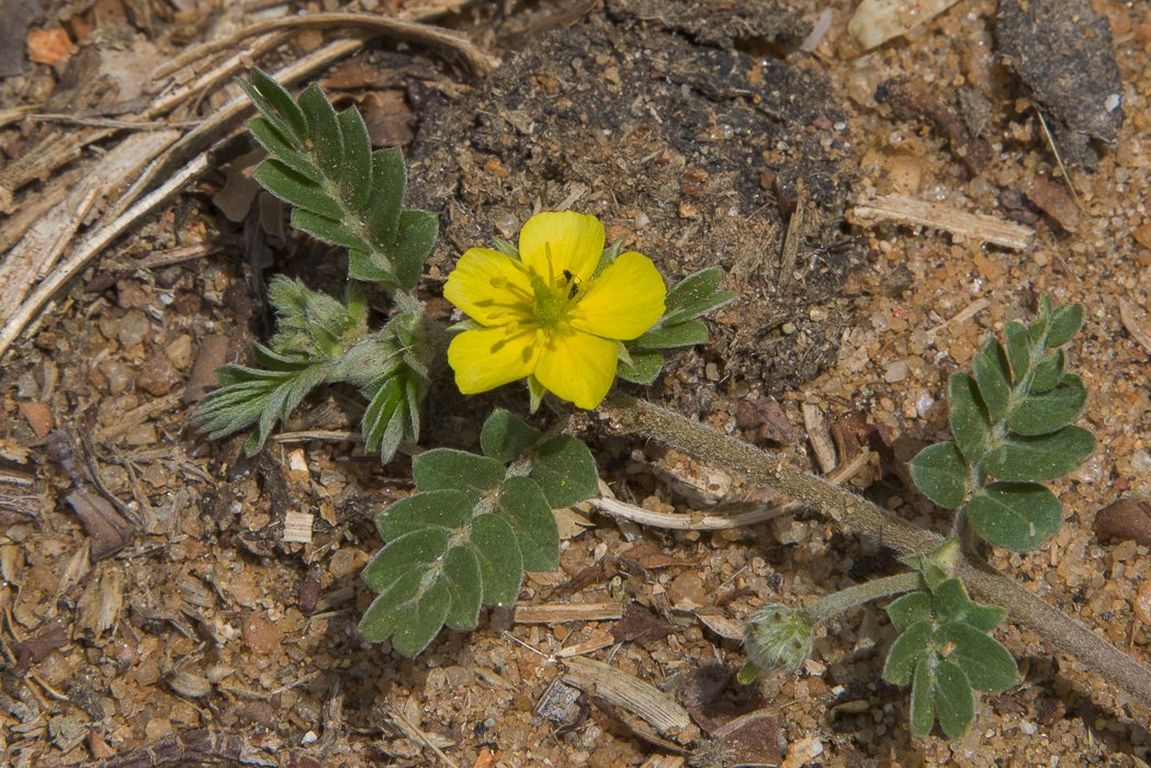 Tribulus-terrestris7.JPG