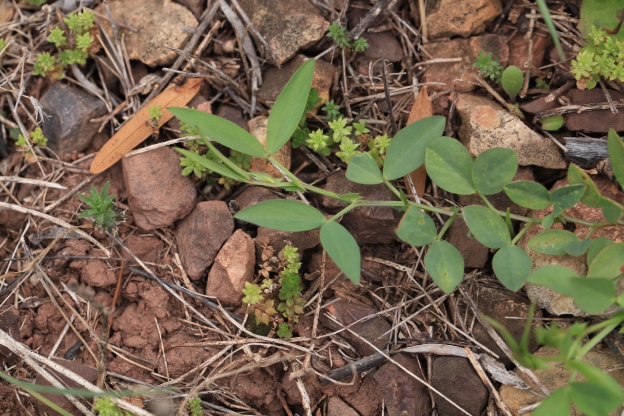 Vicia bithynica.jpg