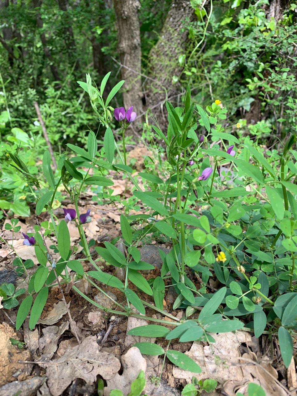 Vicia bithynica 1.jpg