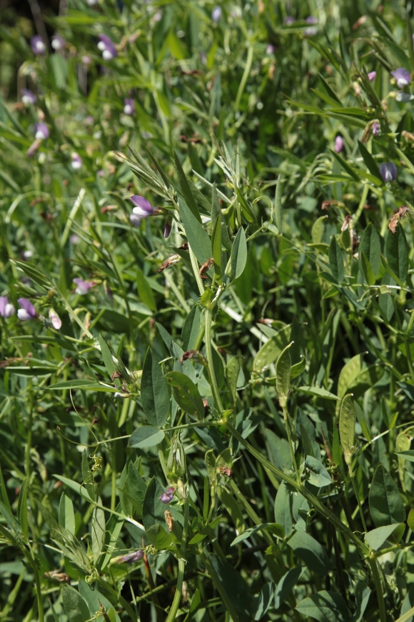 Vicia bithynica (1).jpg