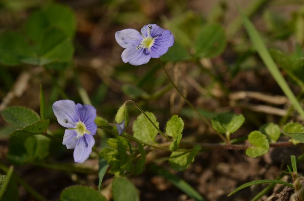 Veronica filiformis.JPG