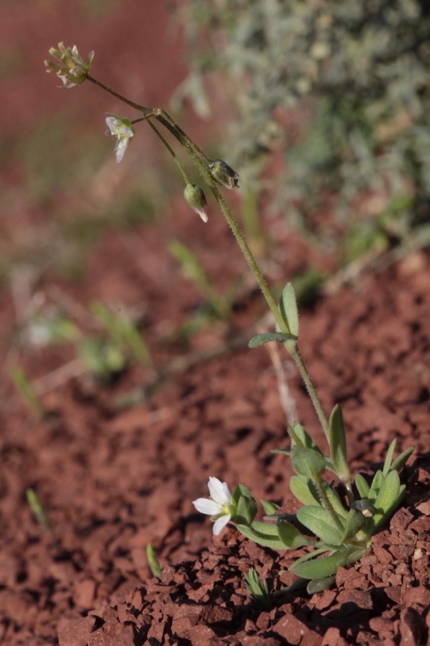 Holosteum umbellatum.jpg