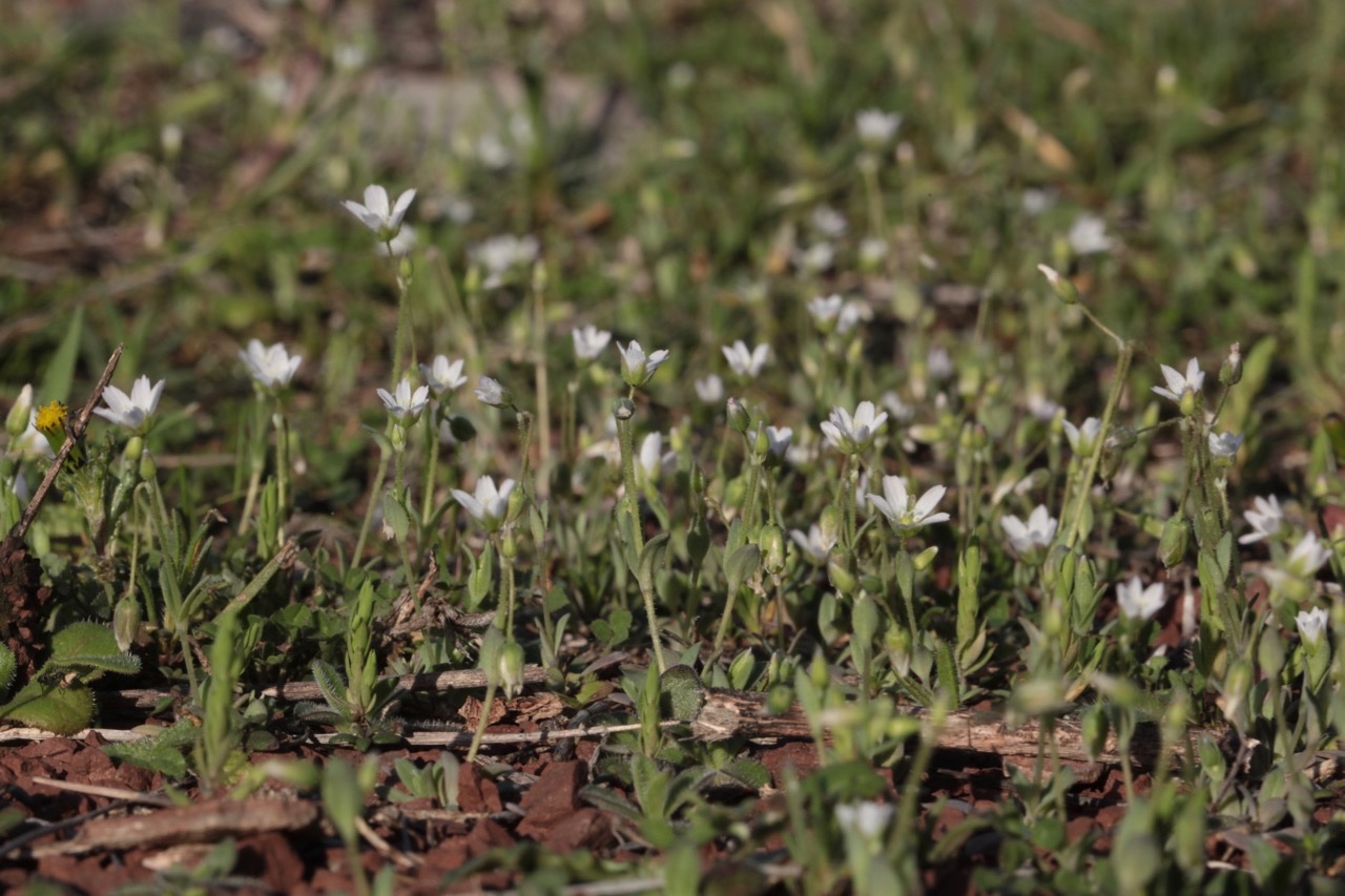 Holosteum umbellatum 1.jpg