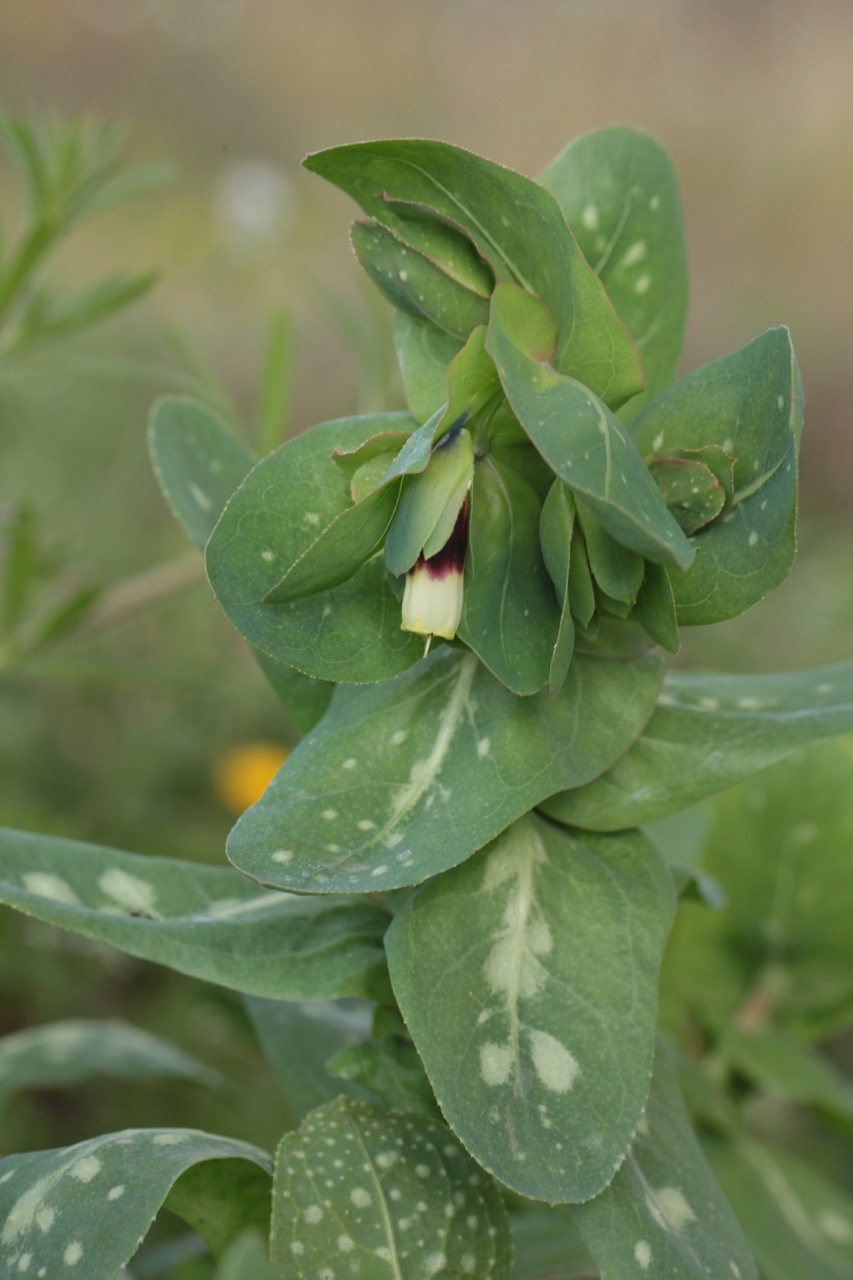 Cerinthe major.jpg