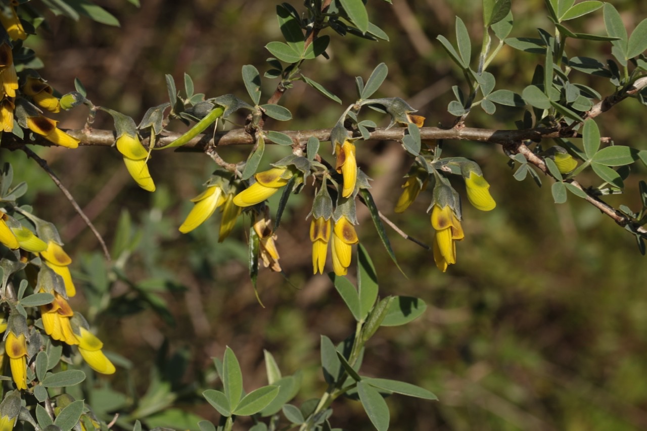 Anagyris foetida.jpg