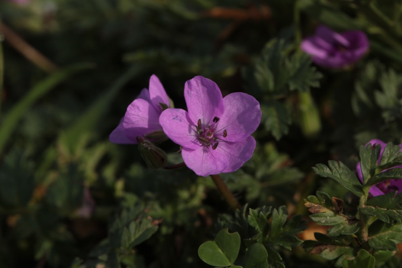 Erodium acaule.jpg