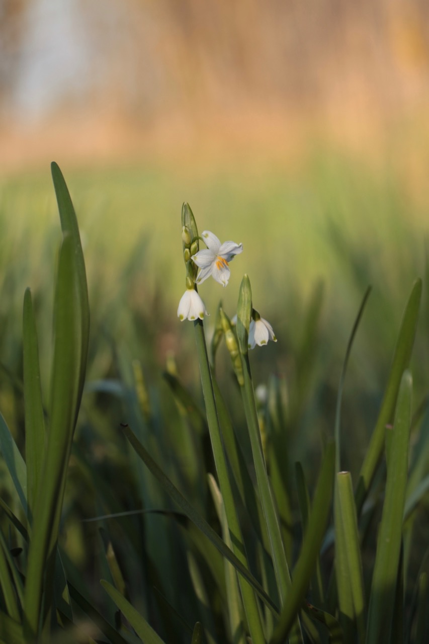 Leucojum aestivum.jpg