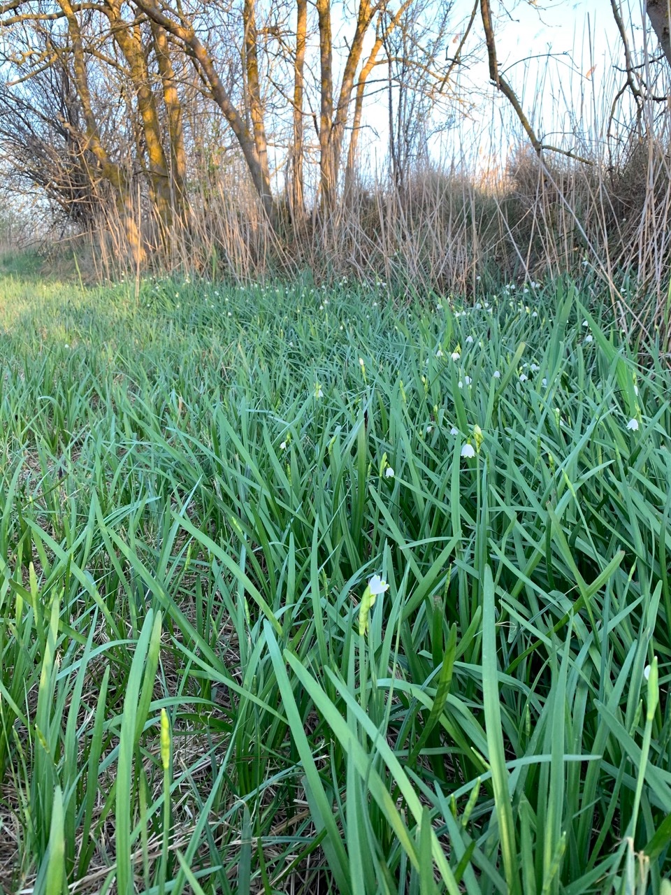 Leucojum aestivum (4).jpg