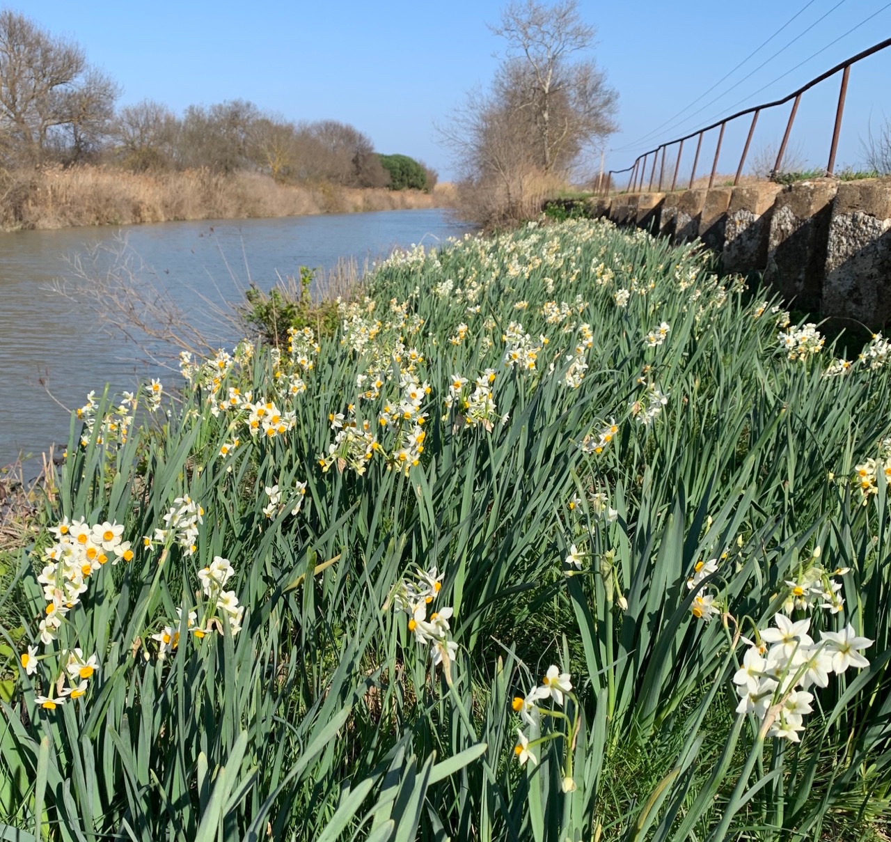 Narcissus tazetta (1).jpg