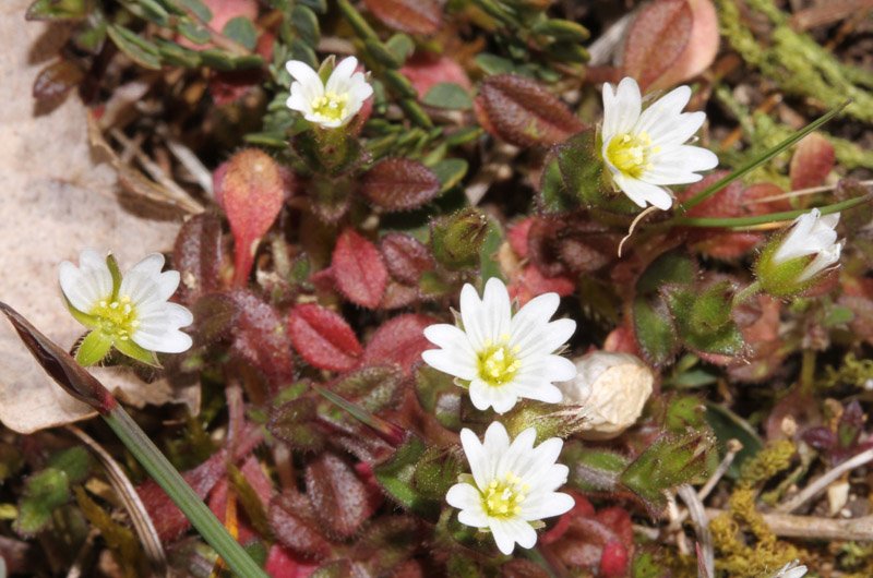 Cerastium sp red 1.jpg