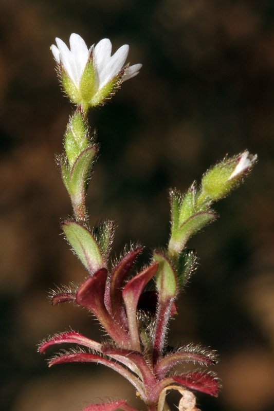 Cerastium sp red 2.jpg