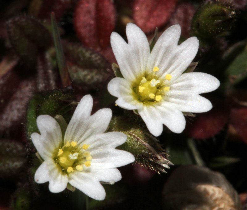 Cerastium sp red 3.jpg