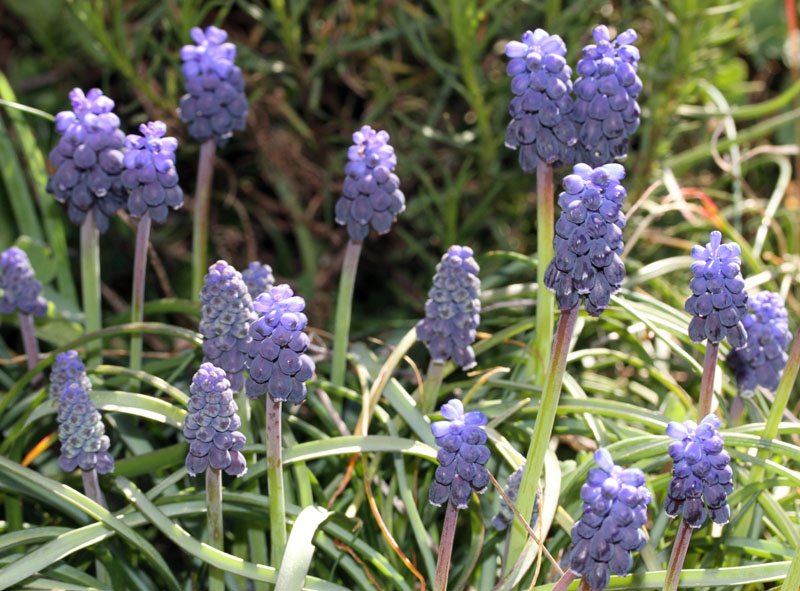 Muscari botryoides red 1.jpg