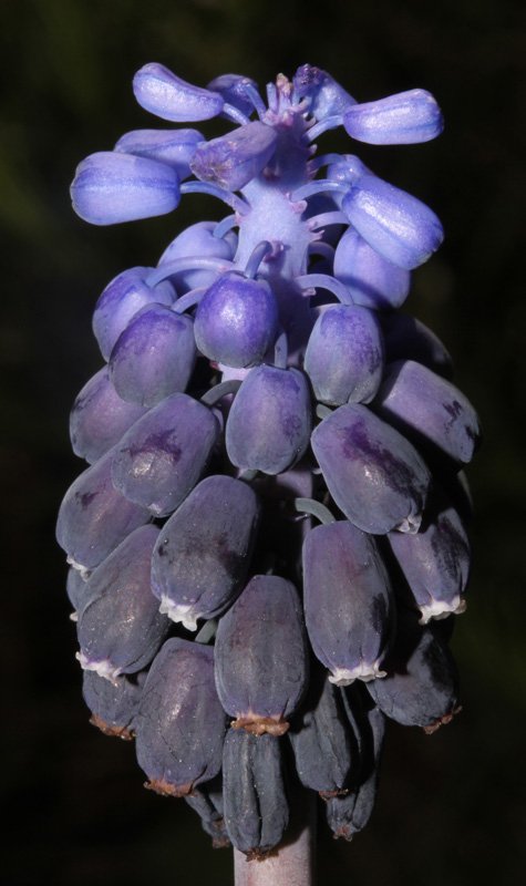 Muscari botryoides red 2.jpg