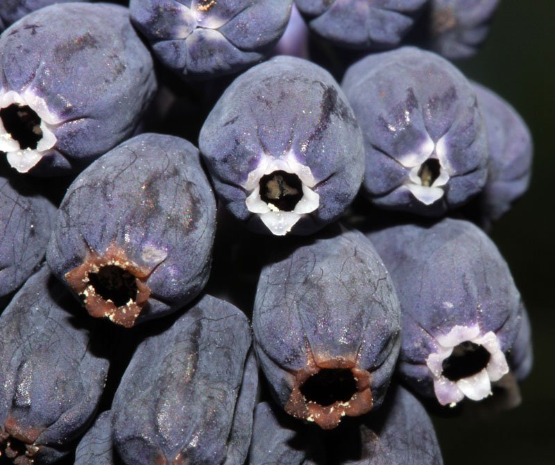 Muscari botryoides red 3.jpg