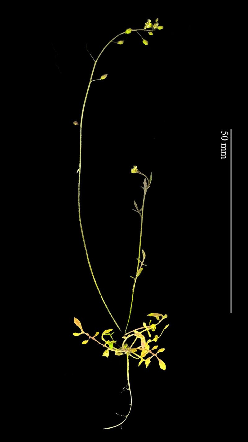 Micro plante Coussoules-1a-Leucate-28 03 2021-LG.jpg