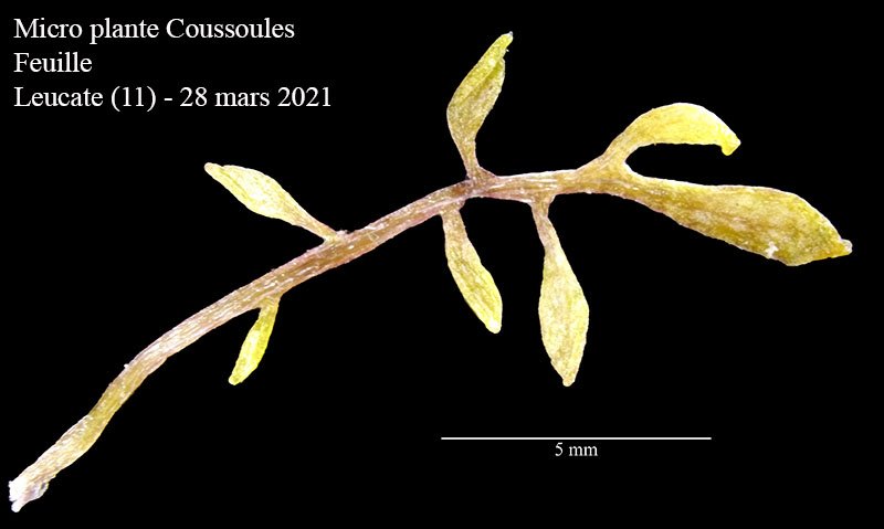 Micro plante Coussoules-2a-Leucate-28 03 2021-LG.jpg