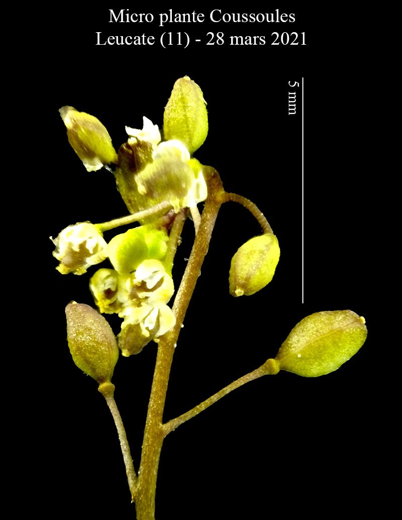 Micro plante Coussoules-3a-Leucate-28 03 2021-LG.jpg