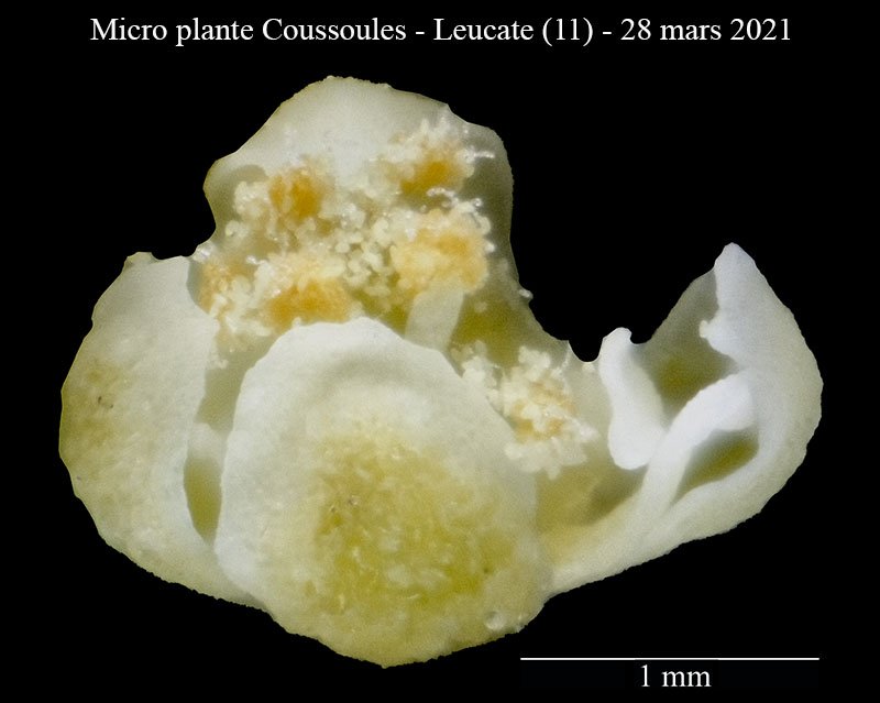 Micro plante Coussoules-3b-Leucate-28 03 2021-LG.jpg