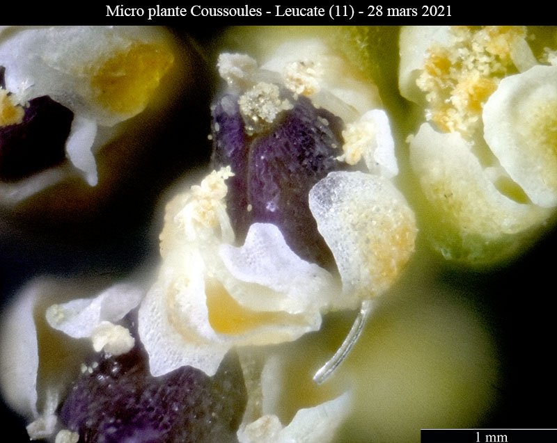 Micro plante Coussoules-3c-Leucate-28 03 2021-LG.jpg