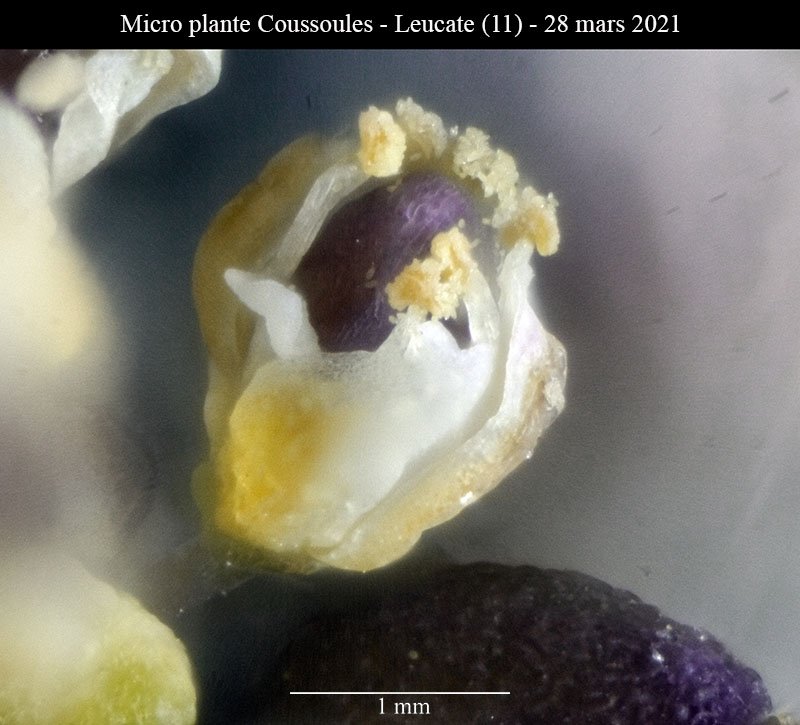 Micro plante Coussoules-3d-Leucate-28 03 2021-LG.jpg