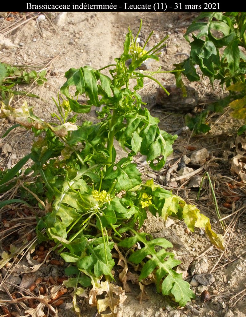 Brassicaceae ind-1a-Leucate-31 03 2021-LG.jpg