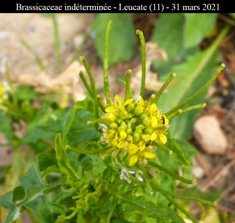 Brassicaceae ind-3a-Leucate-31 03 2021-LG.jpg