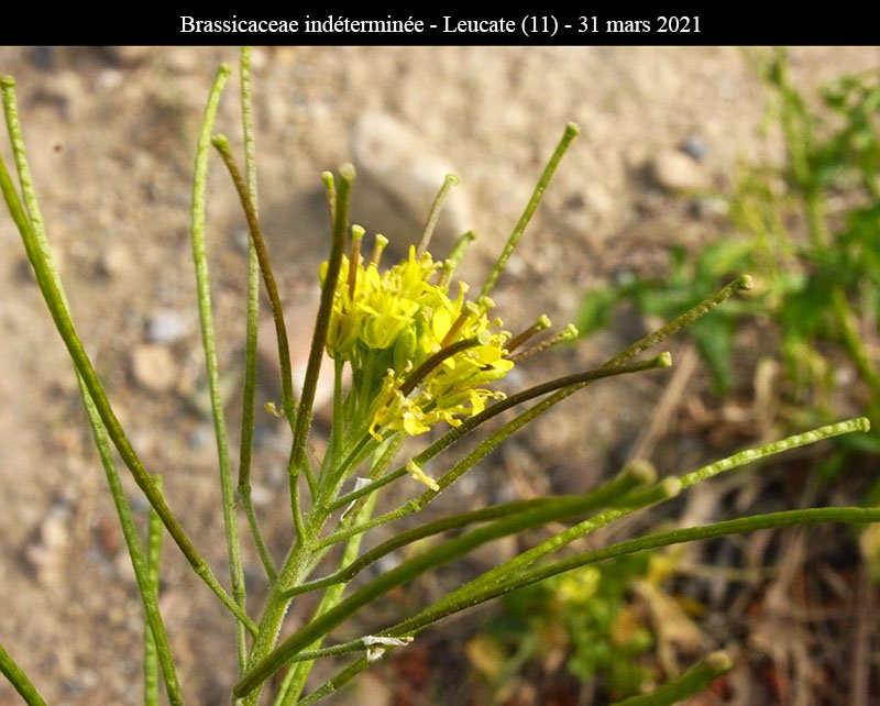 Brassicaceae ind-3b-Leucate-31 03 2021-LG.jpg