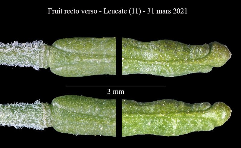 Brassicaceae ind-5a-Leucate-31 03 2021-LG.jpg